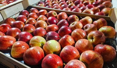 Acheter et livrer des poires William et pommes Royal Gala locales dans la Loire