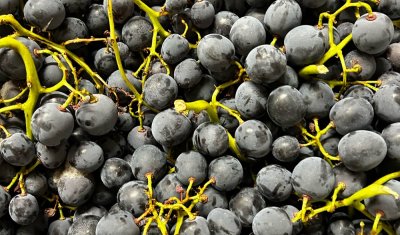 Vente et livraison de raisin local dans la Loire