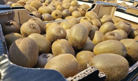 Vente achat kiwi français sur Saint-Etienne