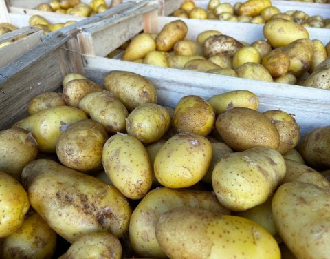 Vente et livraison de pommes de terre locales HVE dans la Loire