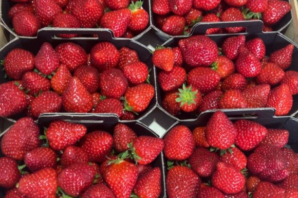 Vente et livraison de fraises locales dans la Loire