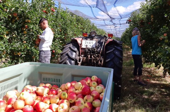 Vente et livraison de pommes de la Coopérative Agricole Les Balcons du Mont Pilat dans la Loire.