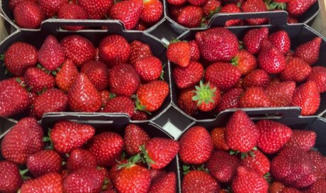 Vente et livraison de fraises locales dans la Loire