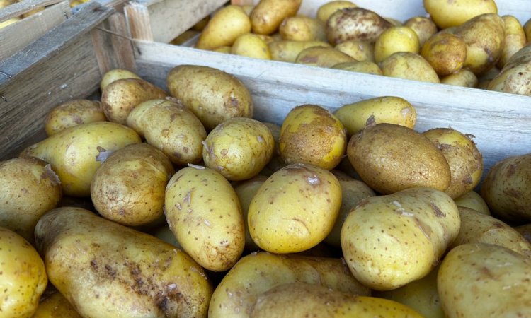 Vente et livraison de pommes de terre locales HVE dans la Loire