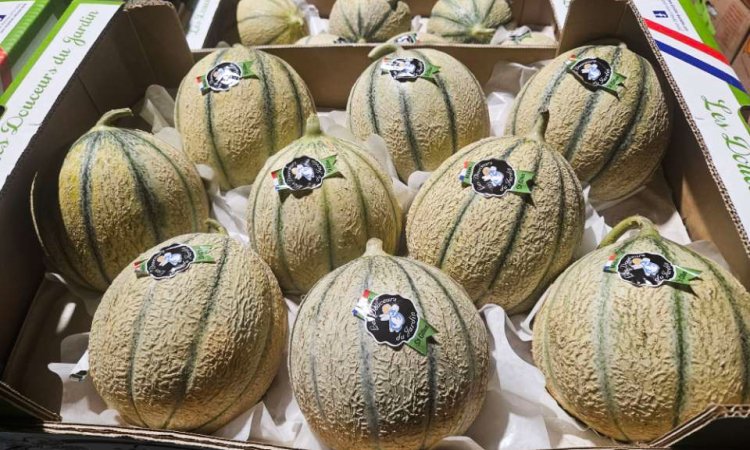 Vente et livraison melon français dans la Loire