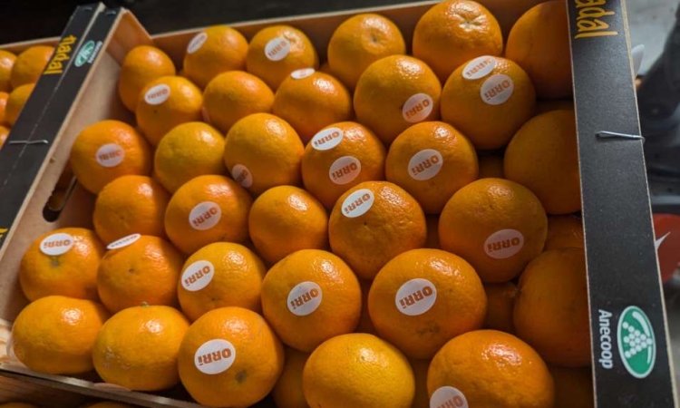 Vente et livraison de mandarine Orri Espagne dans la Loire