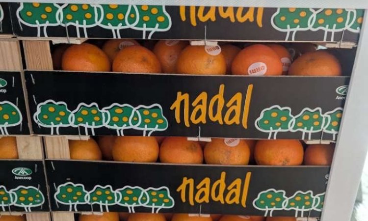 Vente et livraison de mandarine Orri Espagne dans la Loire