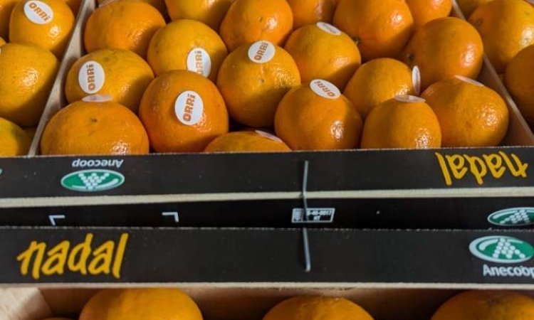 Vente et livraison de mandarine Orri Espagne dans la Loire